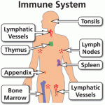 Nutrition and Immune System